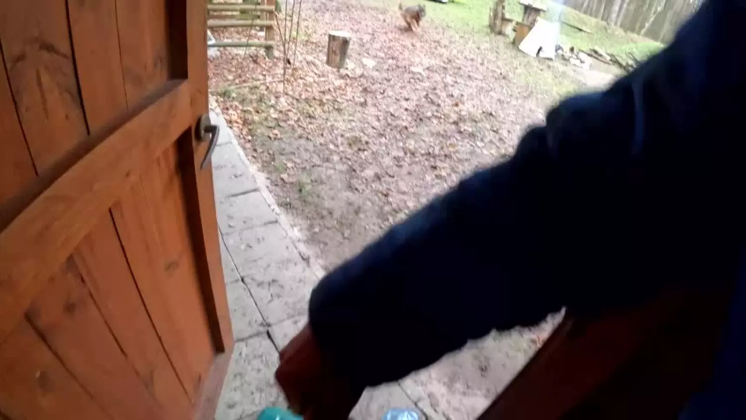 Szkolenie psów policyjnych.mp4